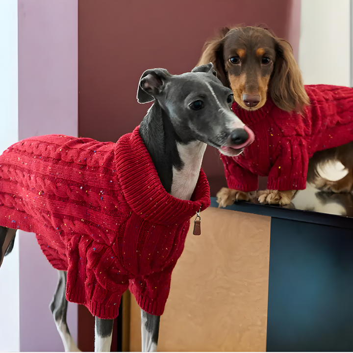 Red cable knit dog jumper with zipper collar, perfect for Dachshunds. Cozy & warm winter pet apparel for small dogs.