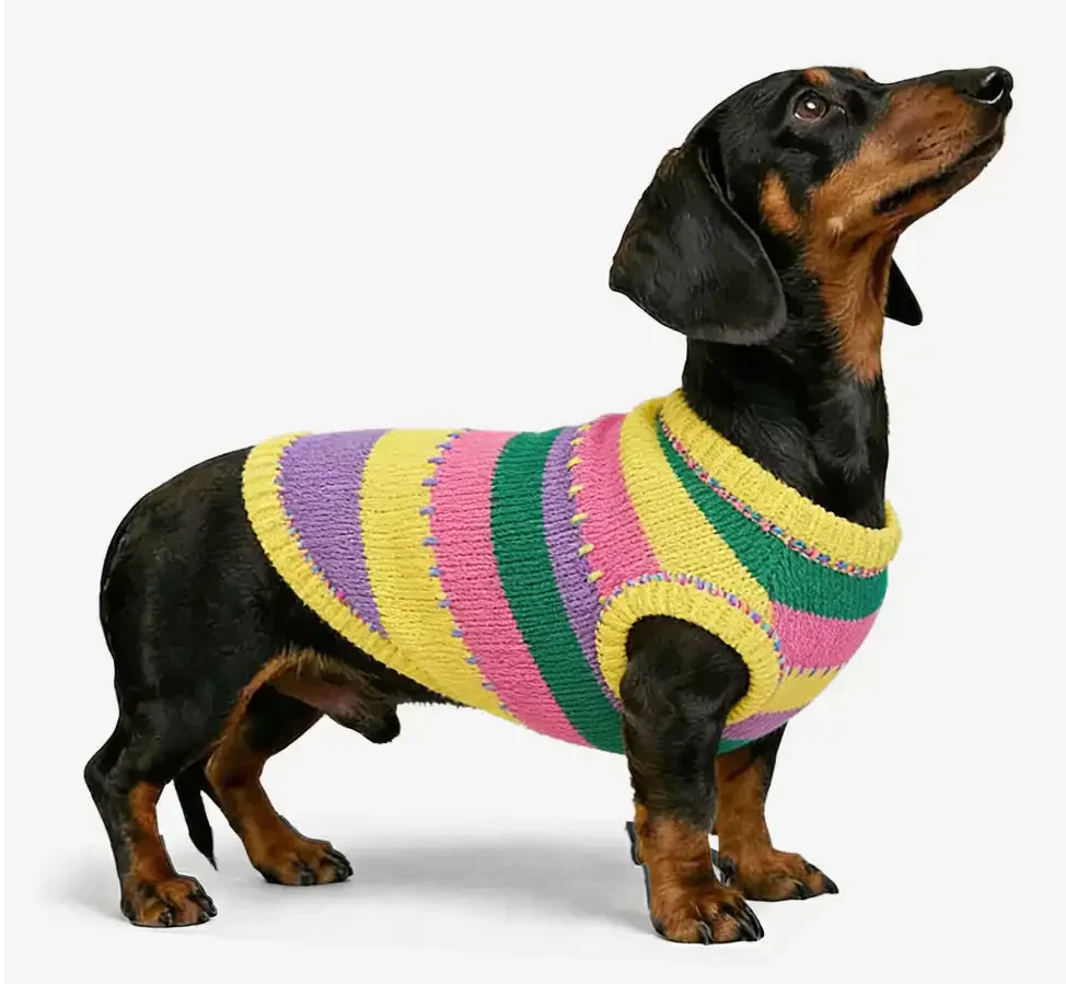 Vibrant striped sleeveless dog jumper. Knit design, cozy dog apparel for small dogs and dachshunds.