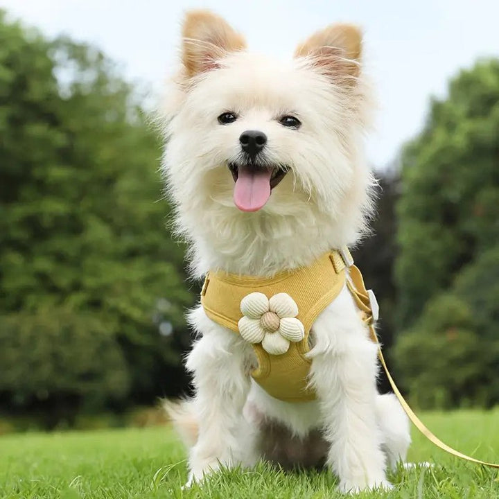 No-pull dog harness set showing front D-ring for training and back D-ring for everyday walks