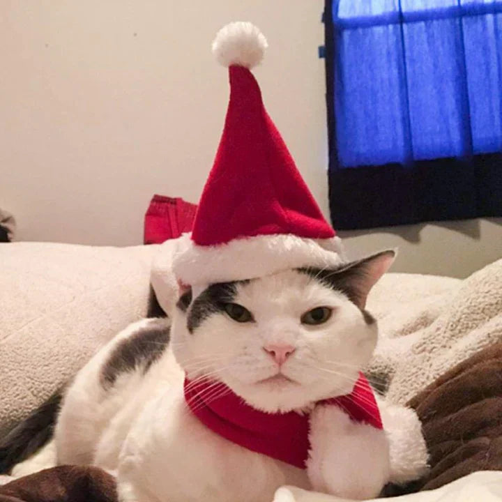 Adorable cat wearing a red and white Christmas hat and matching scarf set, festive pet accessory