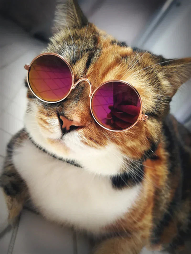 Adorable cat wearing stylish round pet eyewear, posing with a cute expression.