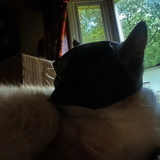 Novelty cat masquerade mask in black, designed for pet fashion and photo props