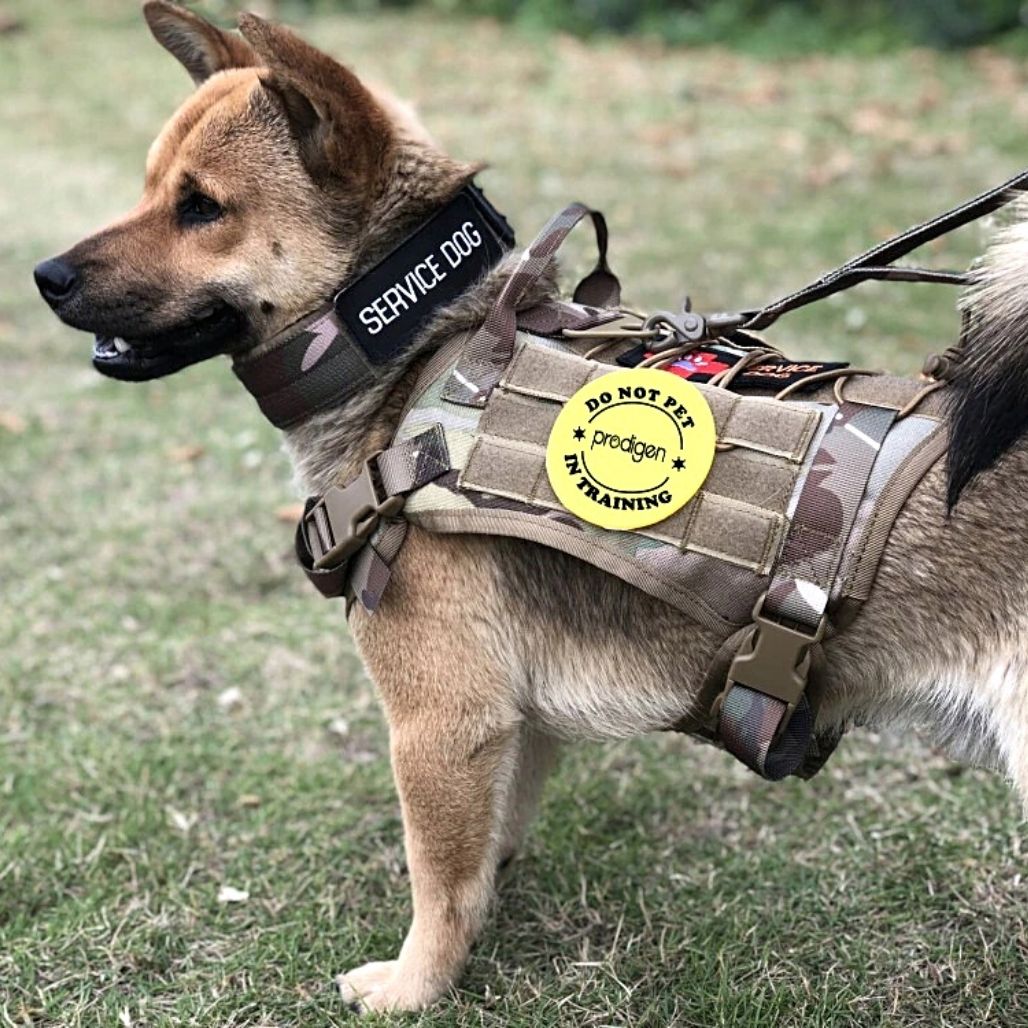 Adjustable tactical dog harness on a large dog, ready for outdoor training or walking