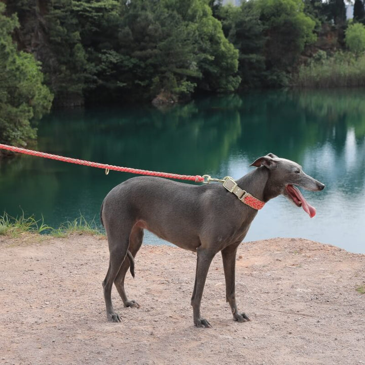 Tan leather dog collar and braided rope leash, designed for anti-pull control