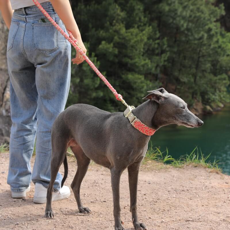Premium pet supplies: anti-pull leather dog collar and versatile leash set
