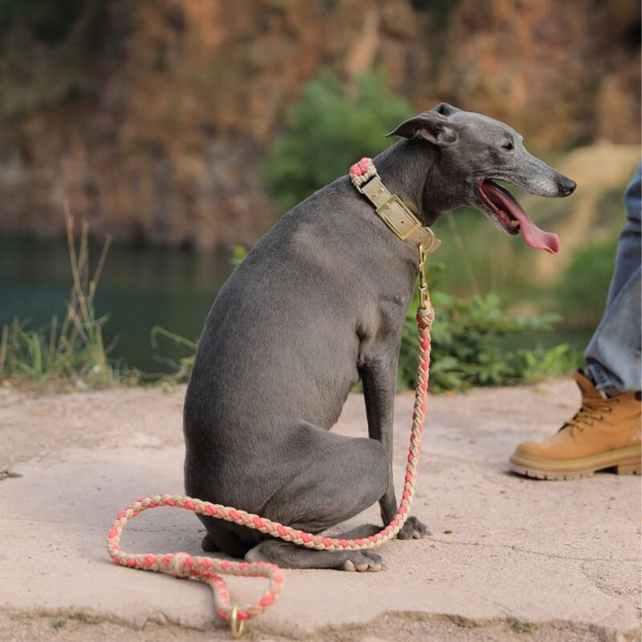 Stylish leather dog collar, adjustable with anti-pull function for safety