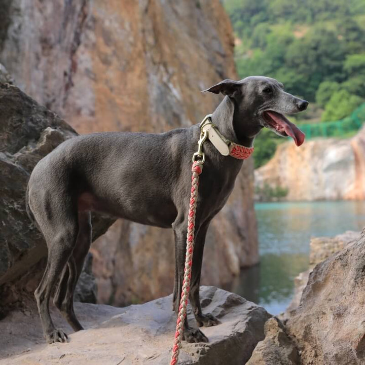 Dog gear: robust anti-pull collar and leash made from leather and hemp