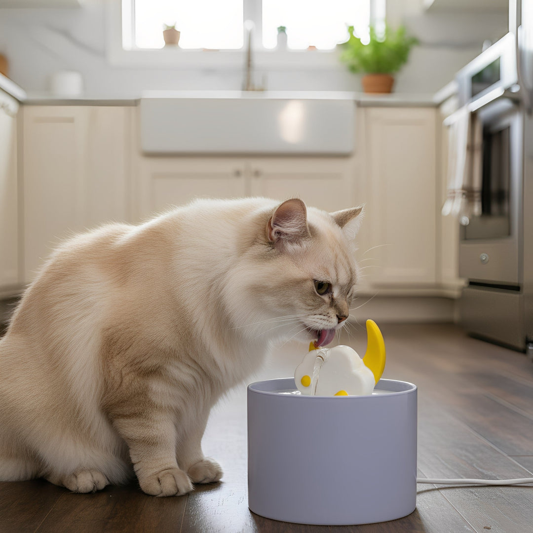 Ceramic pet drinking fountain with active carbon filter for cats, promoting hydration