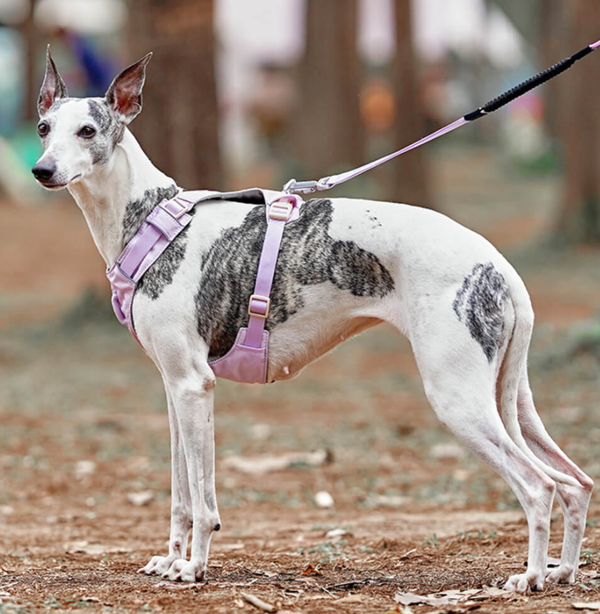 Reflective no-pull dog harness for night walking, with an adjustable leash, in low light.