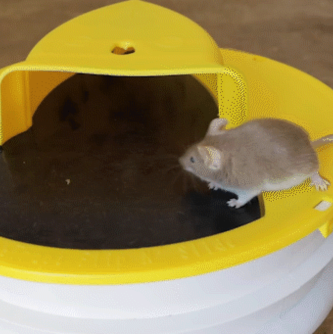 Humane multi-catch bucket lid mouse trap for safe, no-poison pest control. Ideal for indoor & outdoor use.