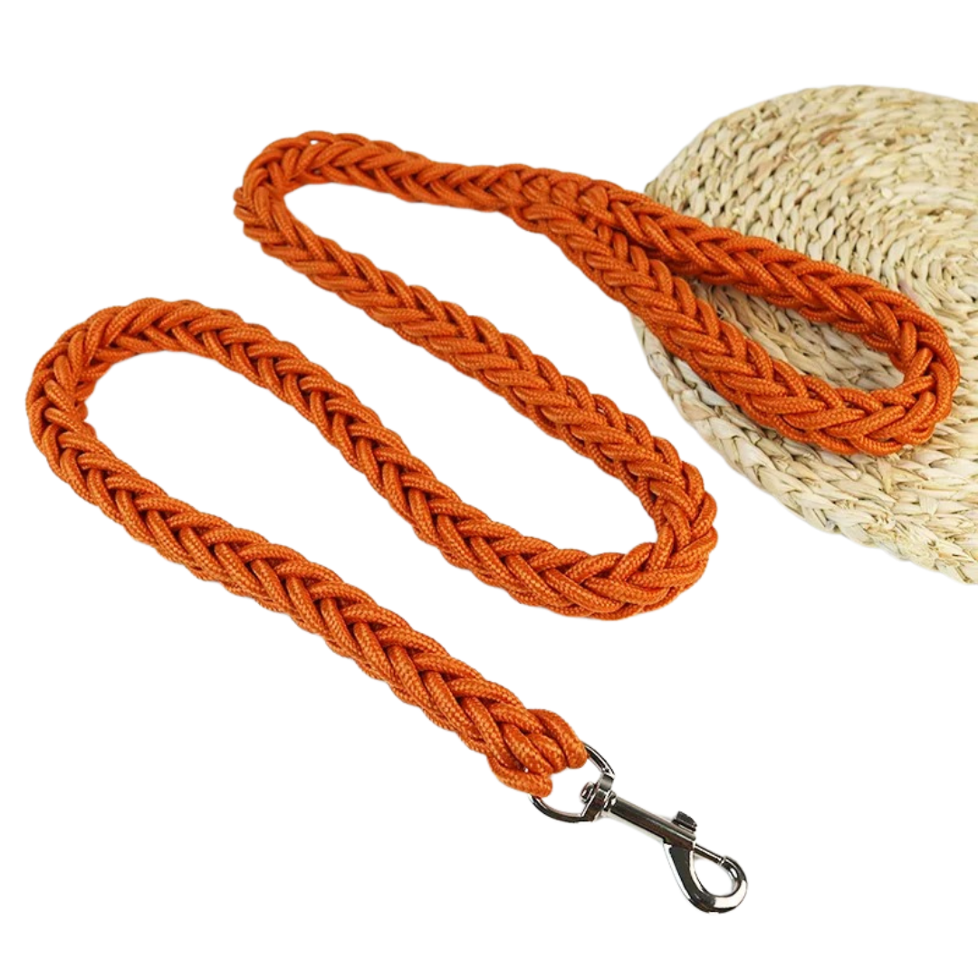 Large golden retriever comfortably walking on a red durable nylon dog leash, pet control.