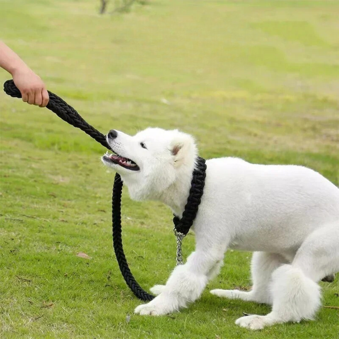 Medium to large dog being walked confidently on a strong, purple nylon training leash.