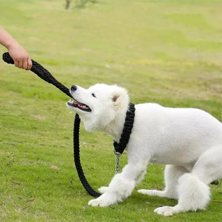 Medium to large dog being walked confidently on a strong, purple nylon training leash.