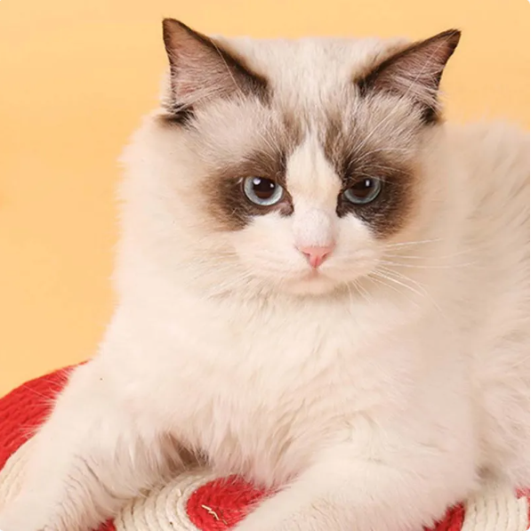 Fish design cat scratching mat with durable sisal surface for claw care.