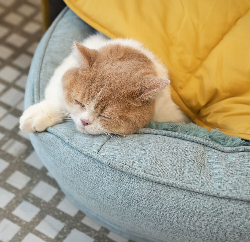 Green leaf pet blanket, large and durable couch protector for furry friends.