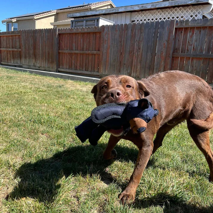 Interactive chew-resistant bear toy for dogs, durable pet supplies for enrichment.