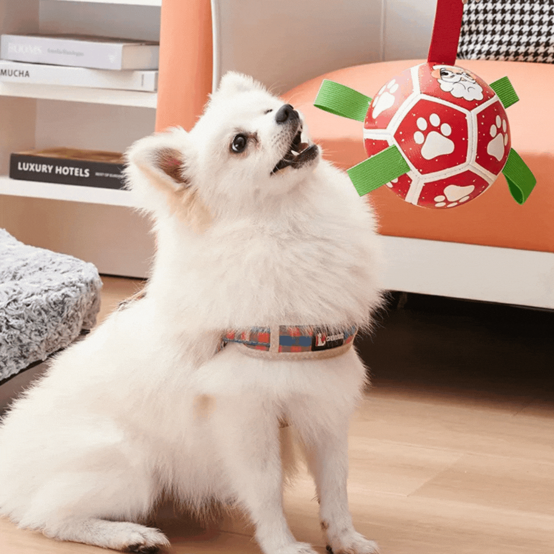 Interactive dog toy with blue ball, red nylon rope, and handles for fetching fun.