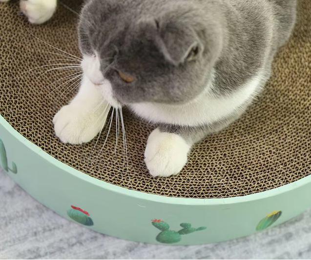 Cat enjoying a modern cactus scratch board; durable cardboard base & sisal posts provide enrichment.