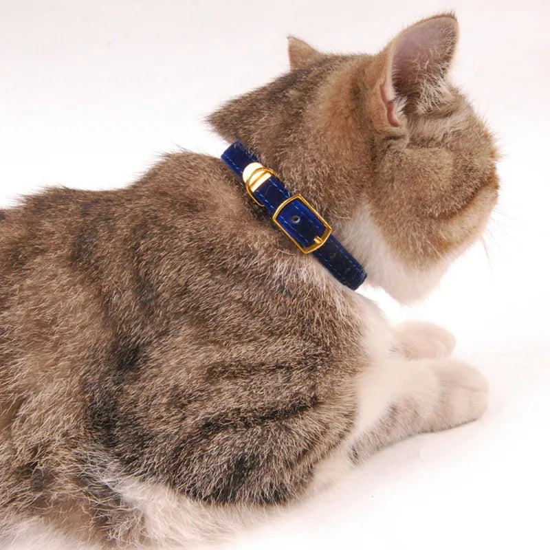 Plush navy blue velour cat collar with a shiny golden buckle, featuring an adjustable design for felines.