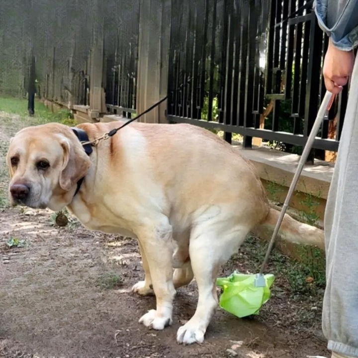 Unisex telescopic poop scooper for dogs, ensuring clean and easy outdoor pet waste collection