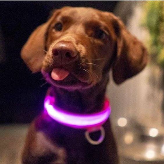 A happy dog on a nighttime walk, illuminated by its bright rechargeable LED safety collar.