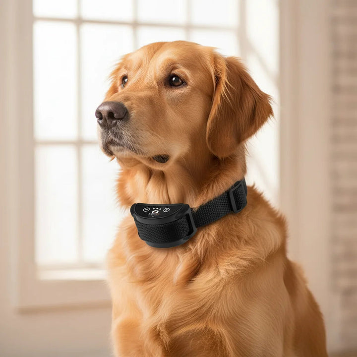 Close-up of a humane anti-bark vibration collar for dog training, showing charging port