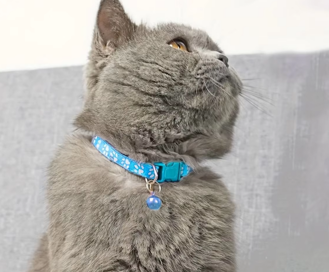 Red adjustable cat collar with bell & paw print, quick release for safety