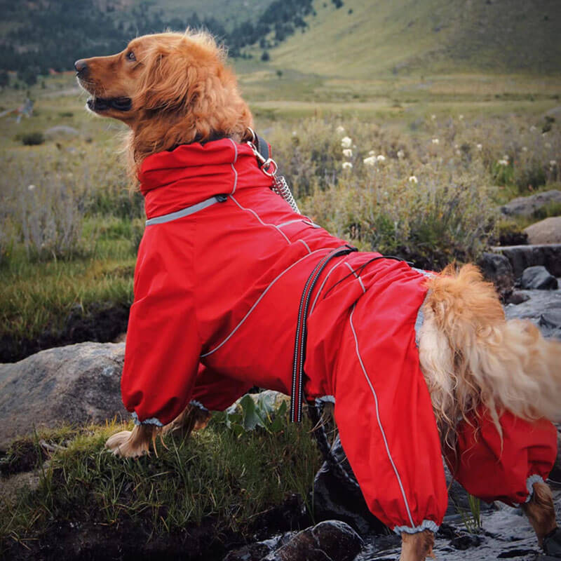 Blue outdoor dog raincoat featuring a hood and adjustable fit, perfect for walks in the rain.