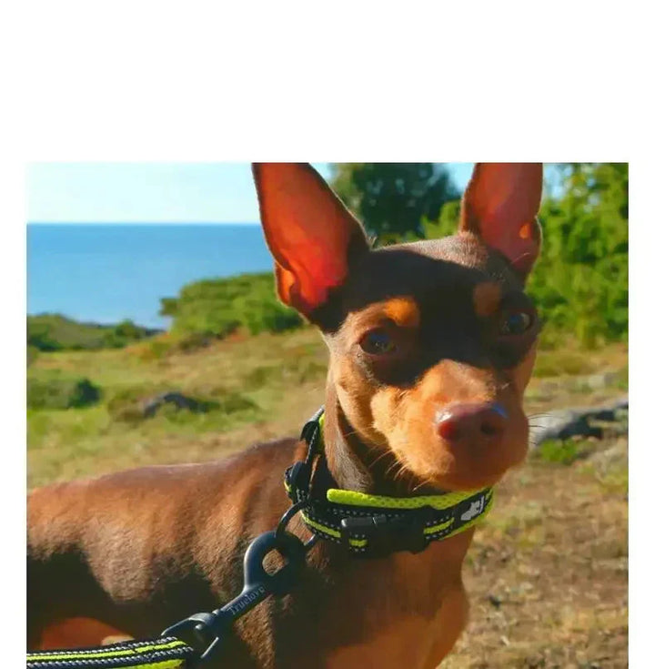 Ergonomic breathable dog collar with sturdy buckle, designed for pet comfort during walks.