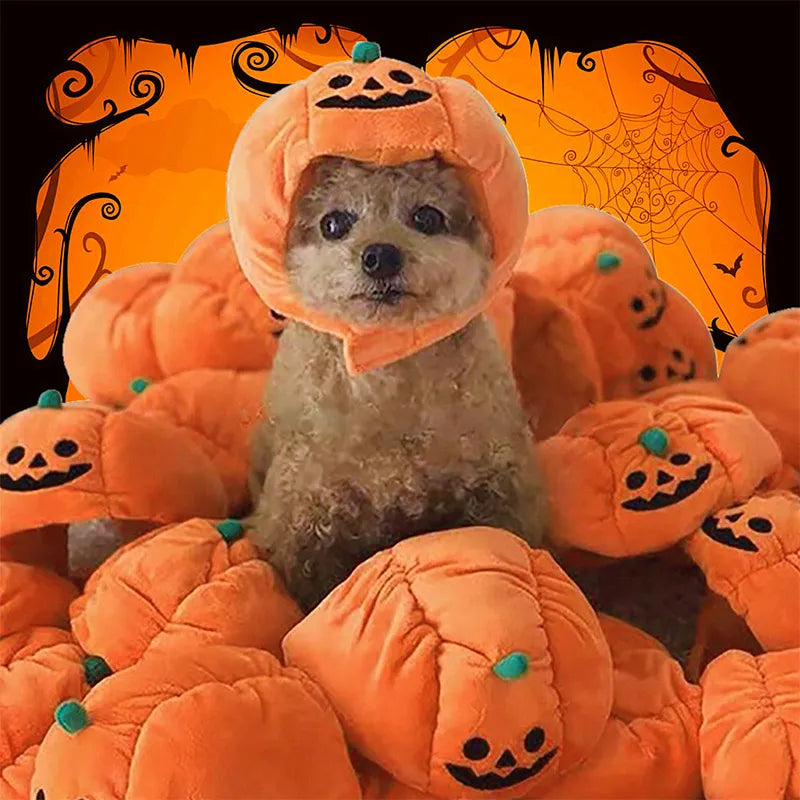 Small dog in a cute orange pumpkin Halloween costume, festive pet apparel
