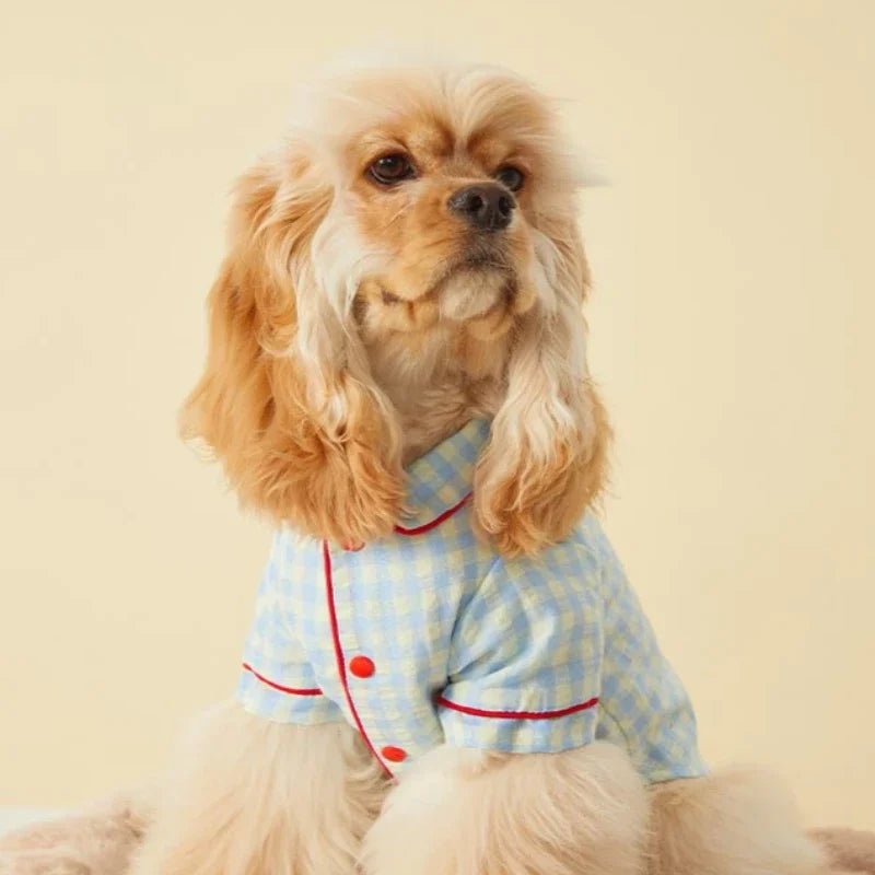 Adorable small dog in colorful plaid cotton pet dress, stylish and cozy