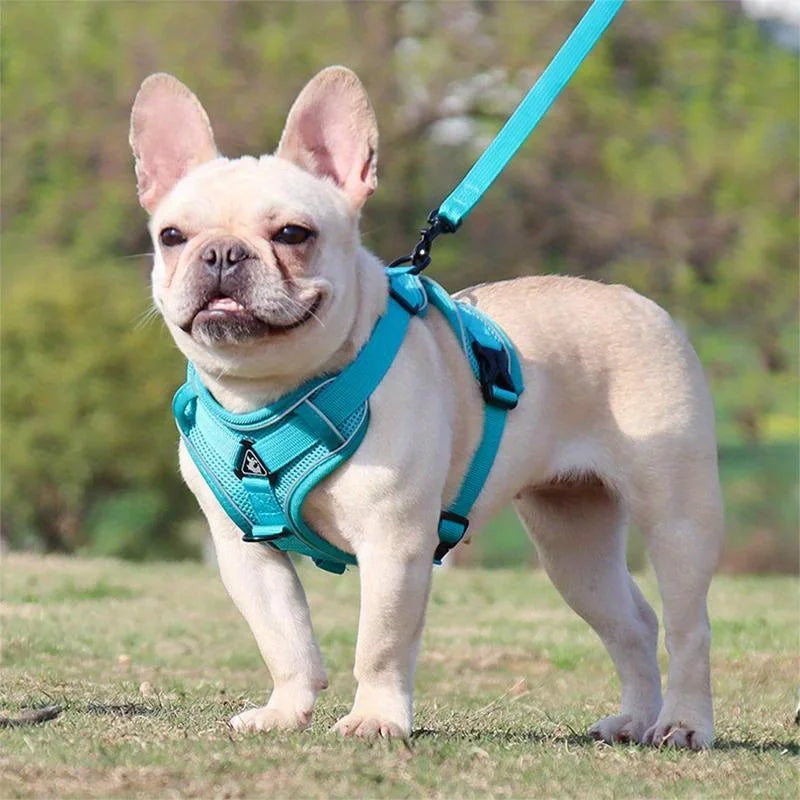 Adjustable no-pull dog harness and leash set, reflective for enhanced visibility of small pets.