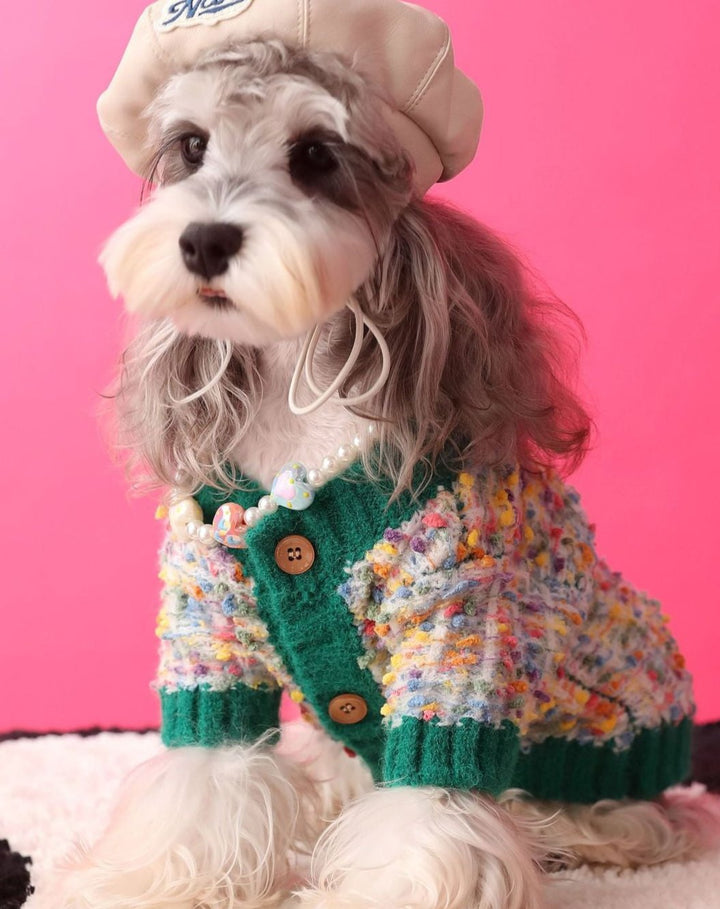Small dog wearing a colorful dotted cardigan sweater, front view, cozy warm petwear