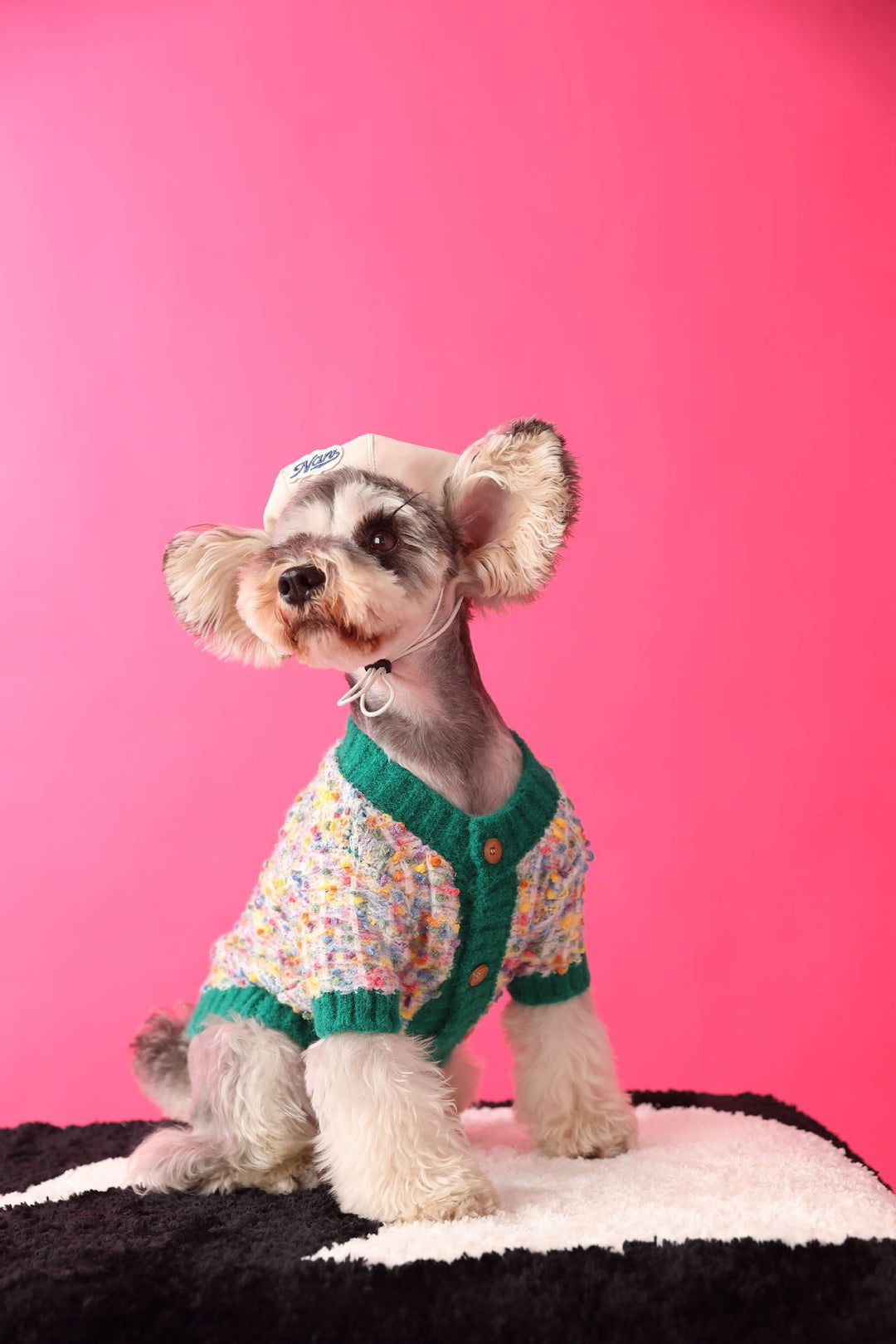 Dog modeling a cozy colorful dotted cardigan sweater, comfortable and stylish pet apparel