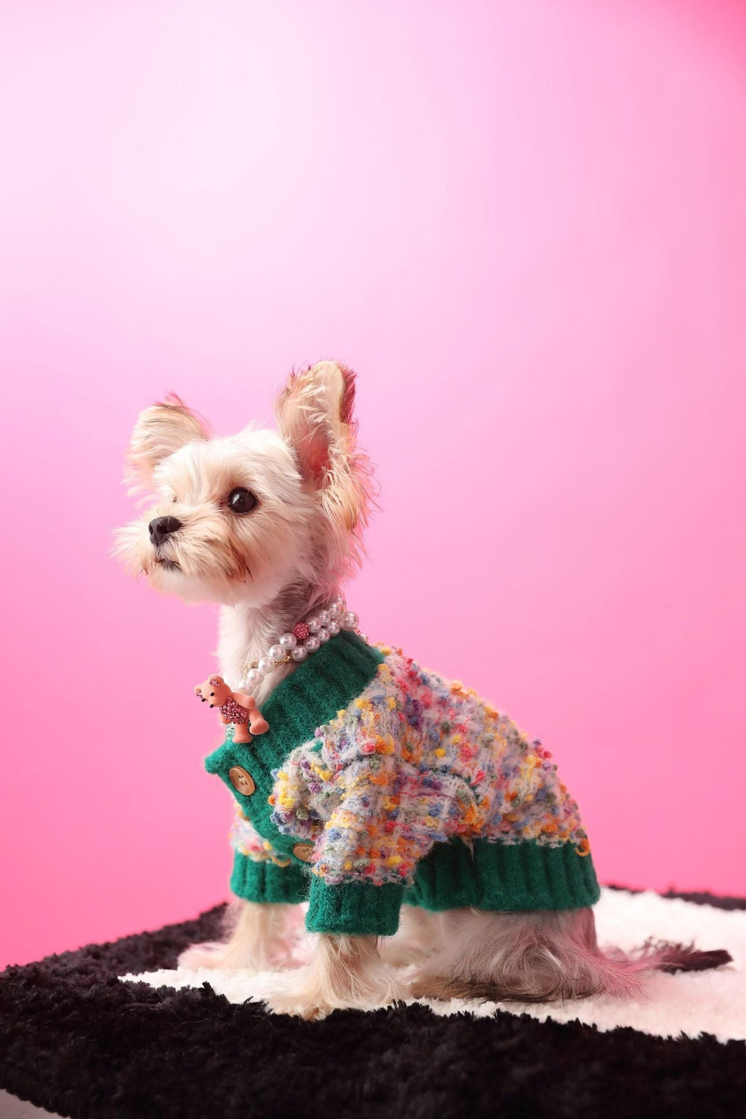 Pet cardigan with colorful dots on a small dog, perfect for winter, durable dog sweater