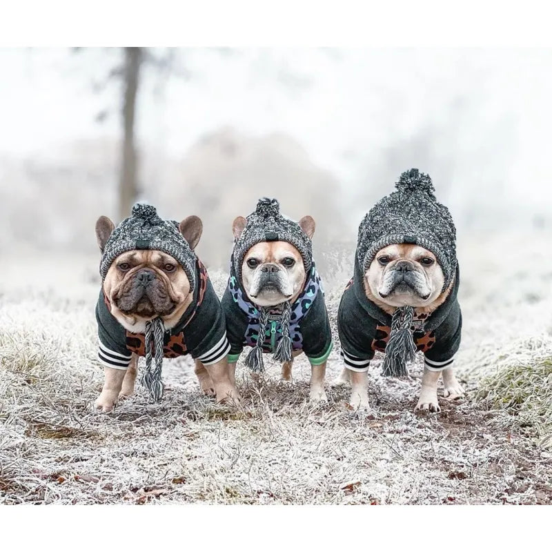 Small dog wearing a red knitted winter hat with a white pom-pom, cozy pet apparel.