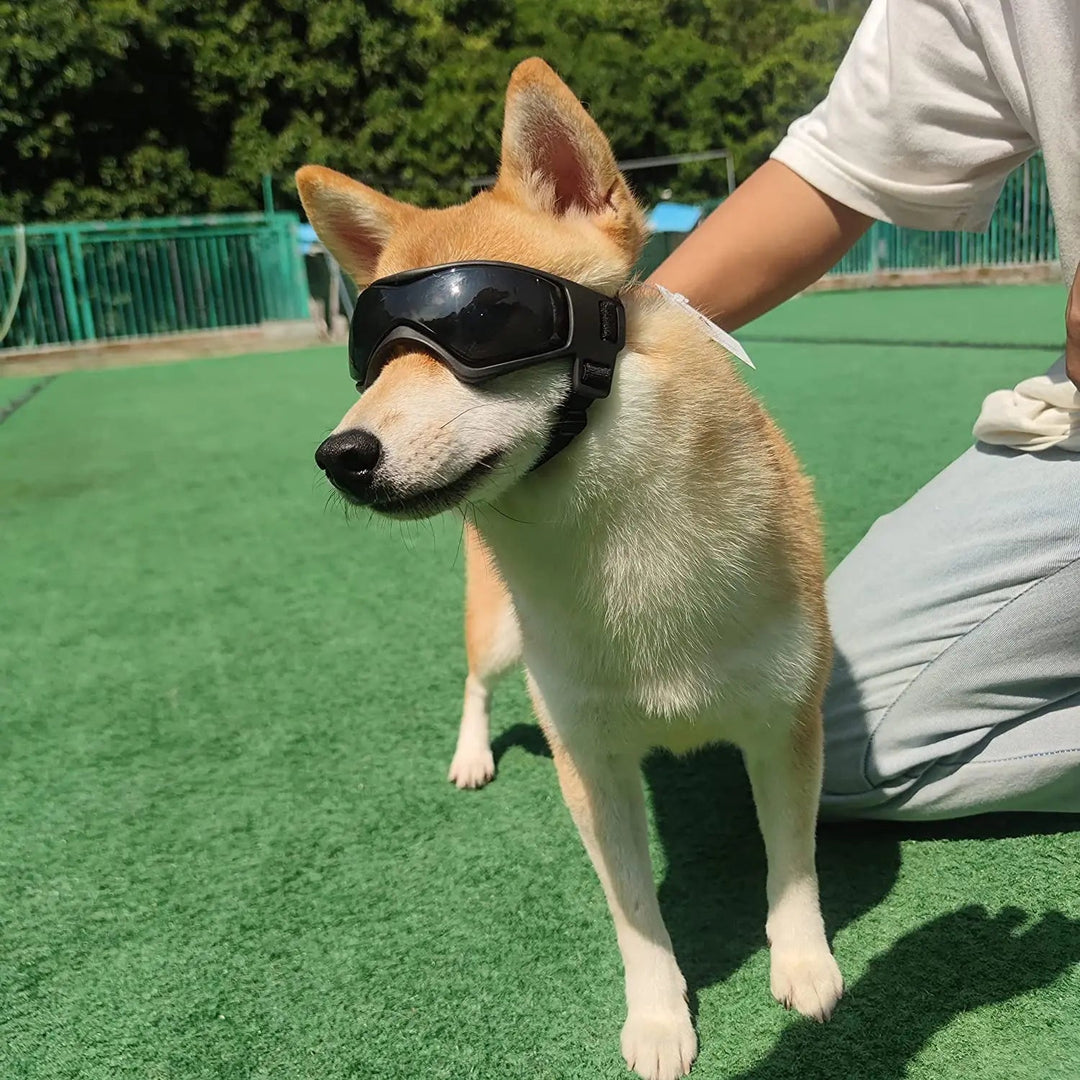 Close-up of small dog goggles, showcasing UV protection and comfortable fit