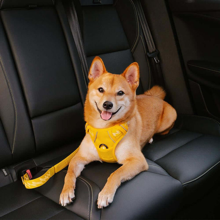 Dog car seat belt, black and durable, ensuring pet safety during car travel