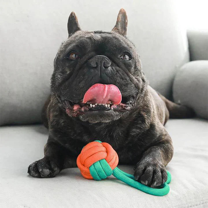 Knotted rope dog toy in vibrant colors, perfect for tugging and chewing fun