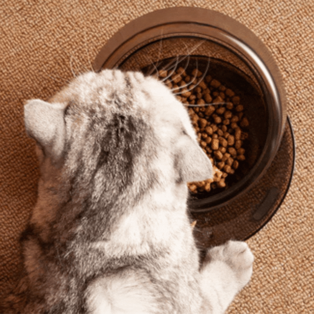 Relaxation LED essential oil diffuser with color changing light, air purifier for wellness