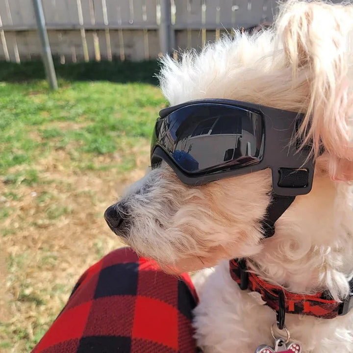 Adjustable dog goggles for UV protection, perfect pet accessory for sunny days