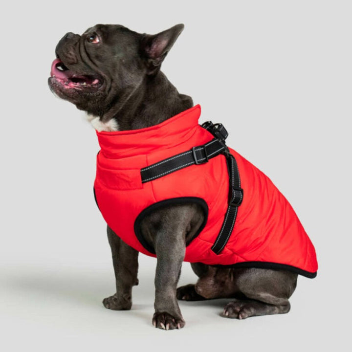 Black waterproof dog jacket with a secure, integrated harness for cold weather dog walks.
