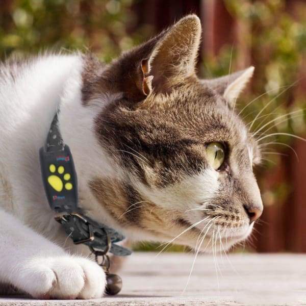 White GPS cat tracker collar on a cat, showing real-time location updates for pet safety